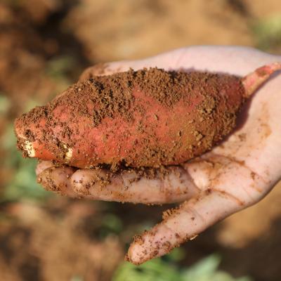 農(nóng)家紅薯新鮮番薯10斤