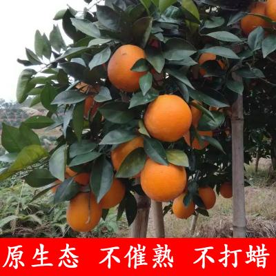 贛南臍橙產(chǎn)地直發(fā)臍橙現(xiàn)摘現(xiàn)發(fā)10斤