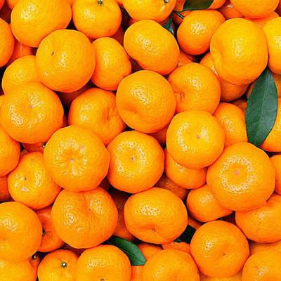 江西蘆林密桔現(xiàn)摘發(fā)貨薄皮橘子