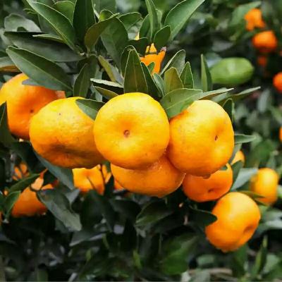 江西蘆林密桔現(xiàn)摘發(fā)貨薄皮橘子