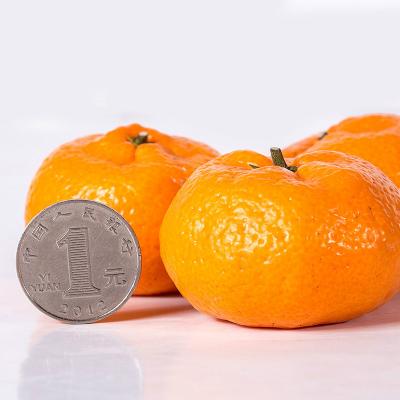 江西蘆林密桔現(xiàn)摘發(fā)貨薄皮橘子