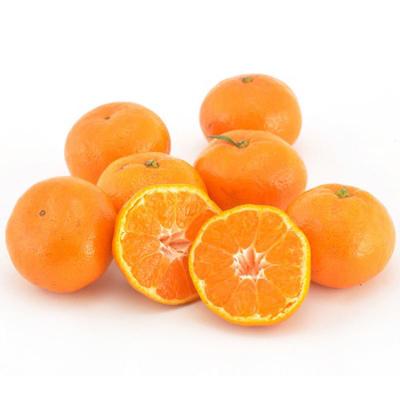 江西蘆林密桔現(xiàn)摘發(fā)貨薄皮橘子